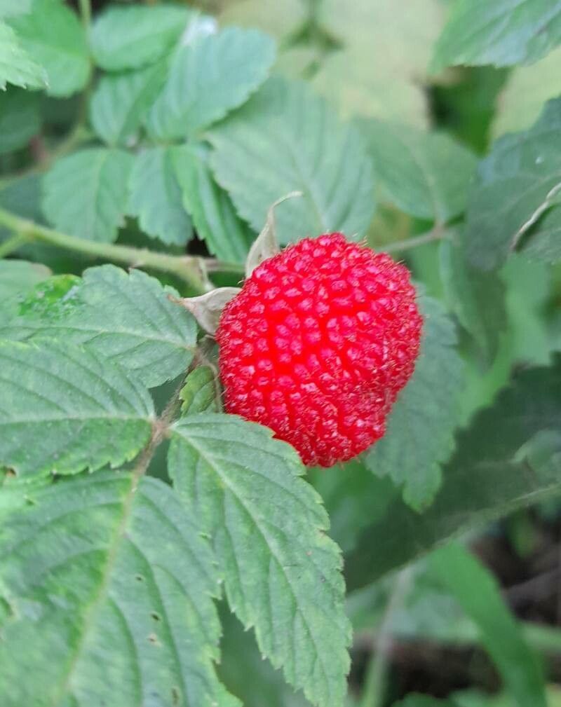 Rubus rosifolius fruit