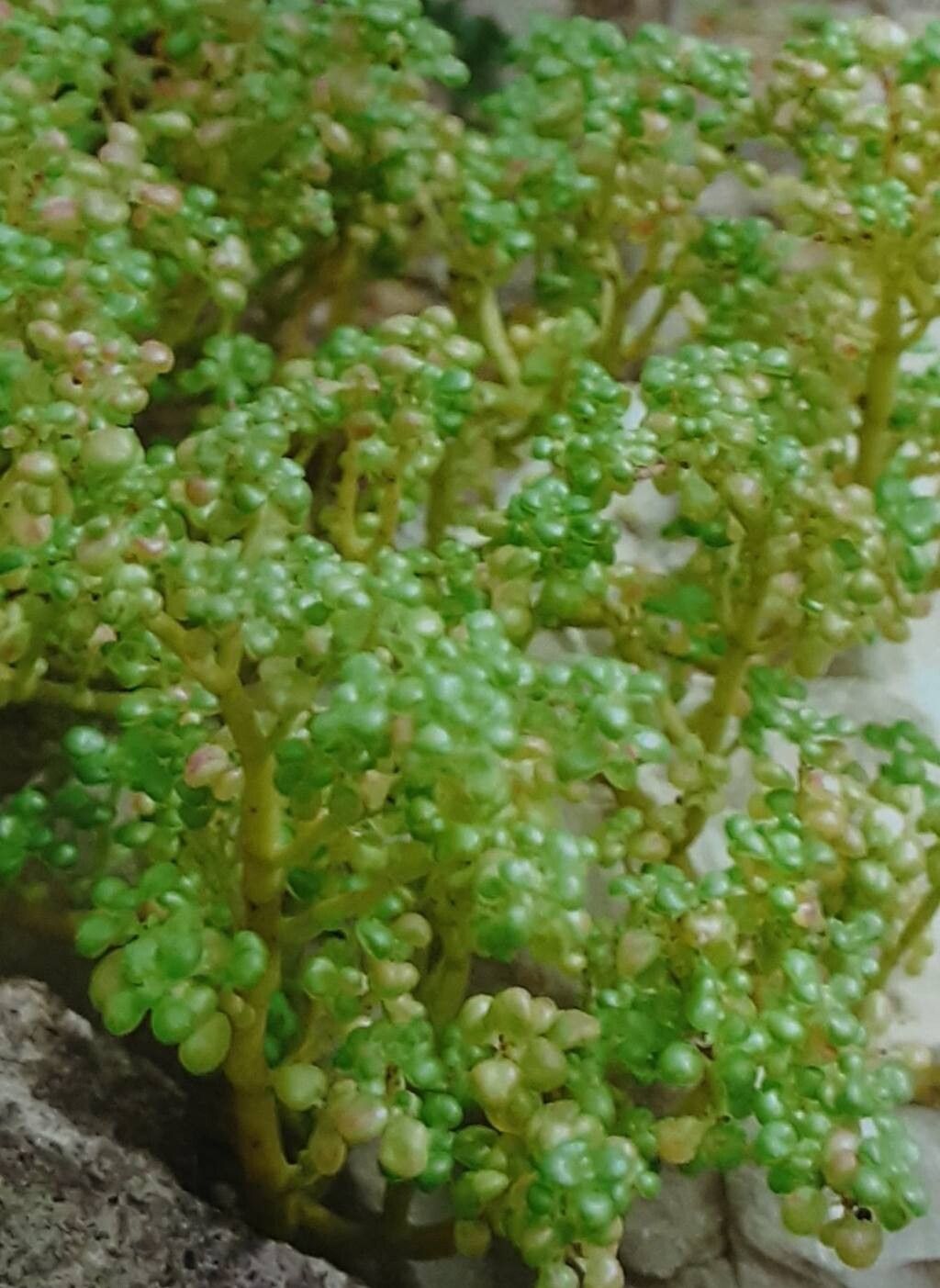 Pilea serpyllacea habit