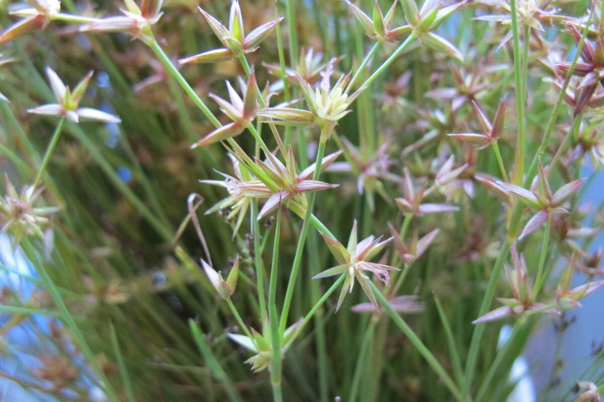 Juncus tingitanus — houseplant care guide