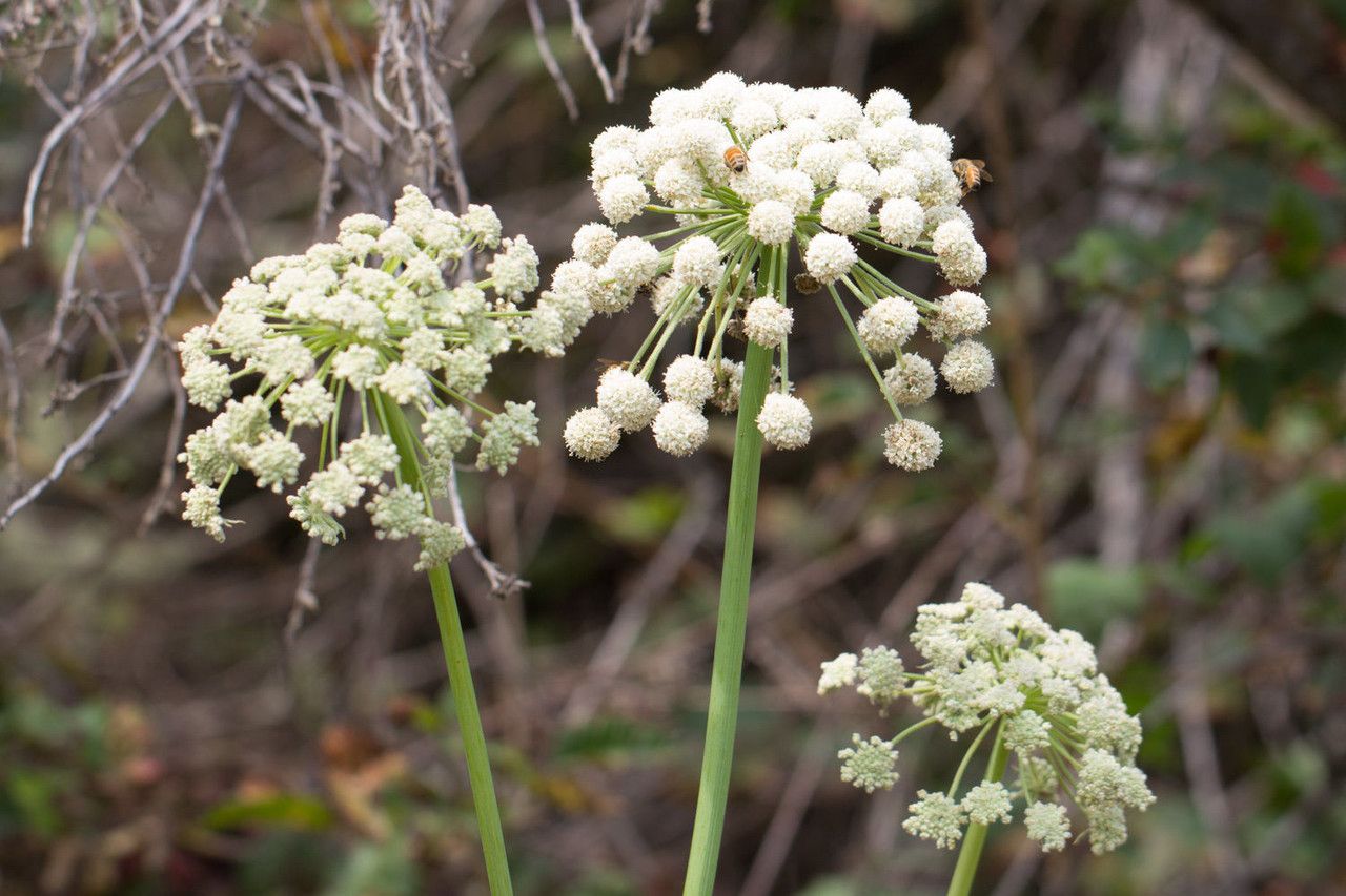 Angelica tomentosa flower