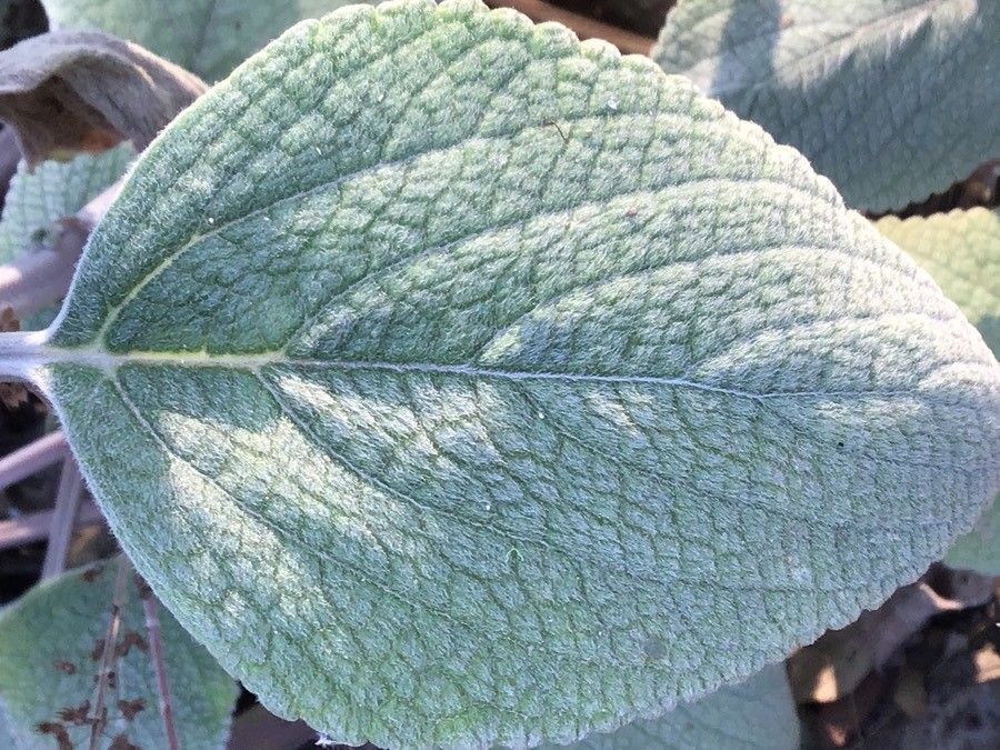 Plectranthus argentatus
