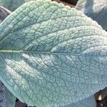 Plectranthus argentatus