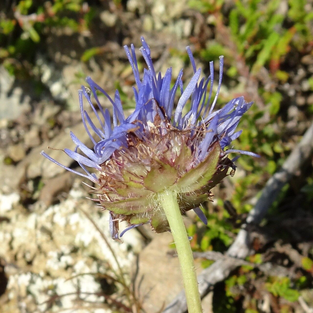 Jasione laevis flower