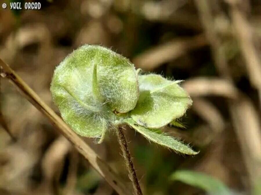 Hymenocarpos circinnatus — houseplant care guide