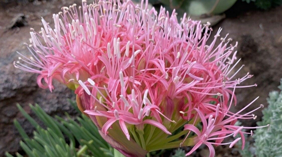 Boophone disticha flower