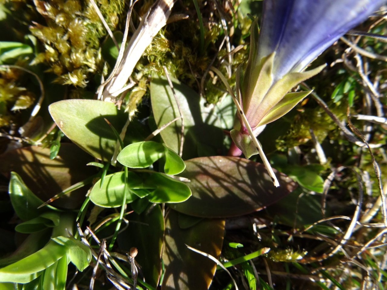 Gentiana occidentalis leaf