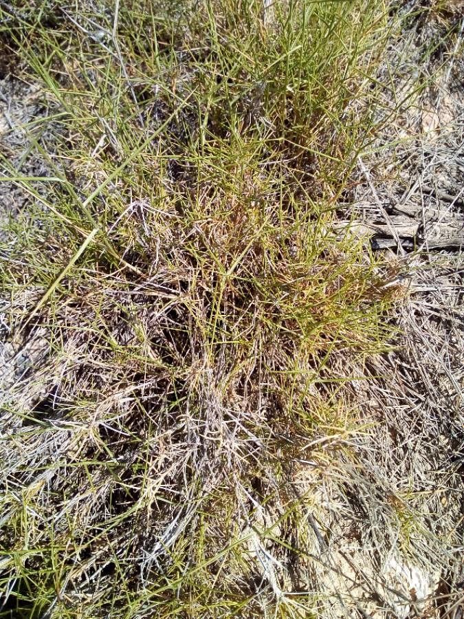 Eleocharis parvula bark