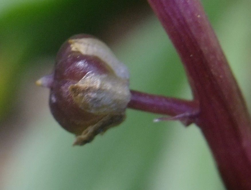 Scilla haemorrhoidalis fruit