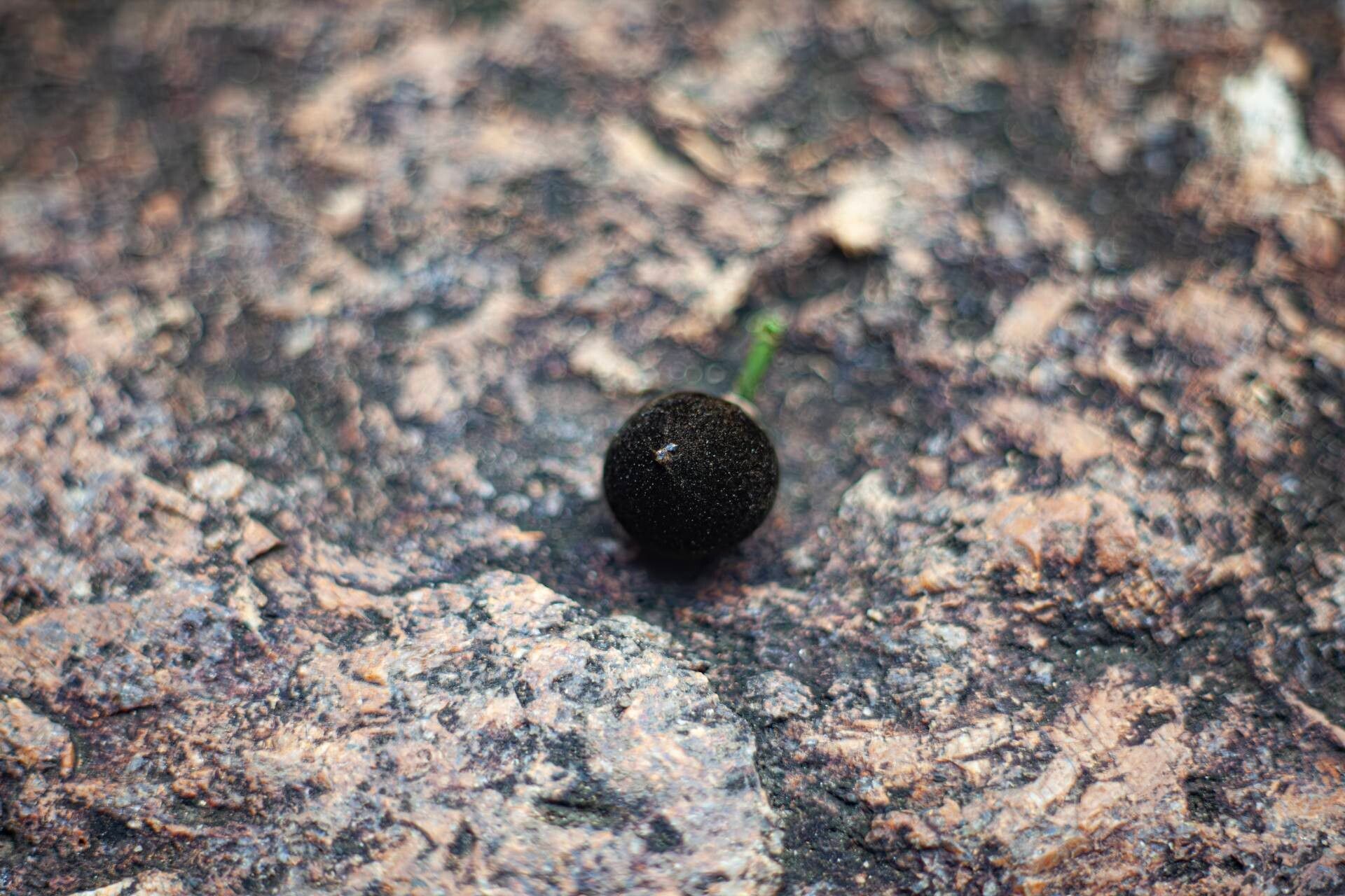 Hydnocarpus ilicifolius fruit