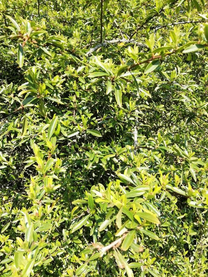 Pyracantha atalantioides