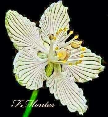 Parnassia asarifolia — related species from the same genus