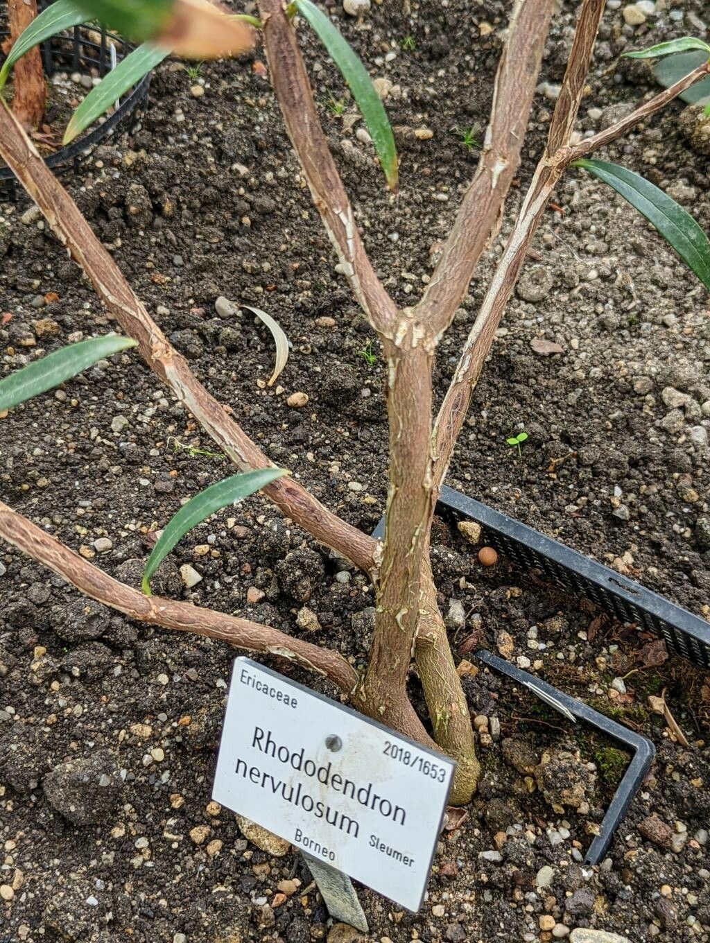 Rhododendron nervulosum bark