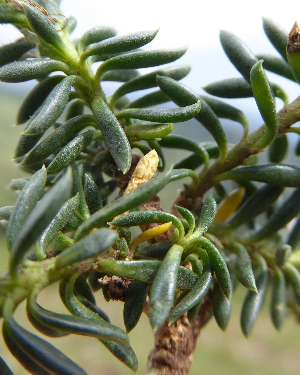 Iberis saxatilis — search result for 'northwest Africa'