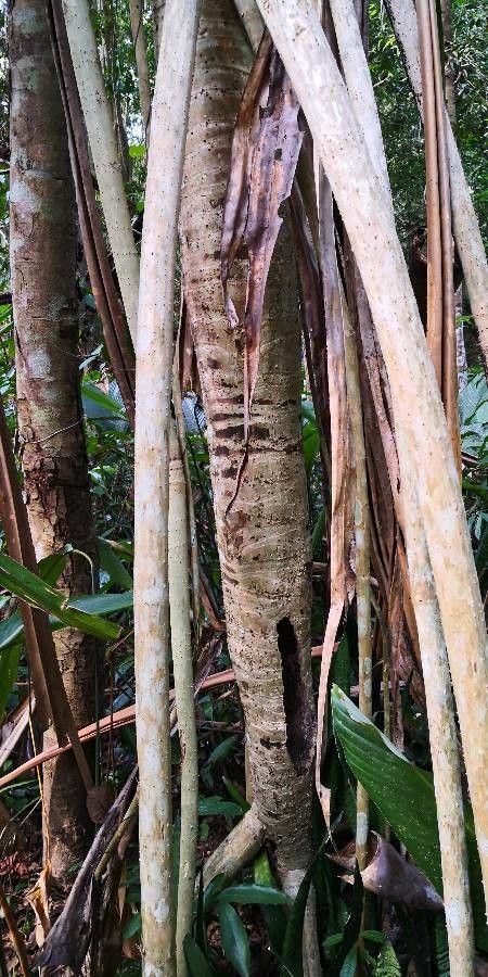 Pandanus urophyllus bark