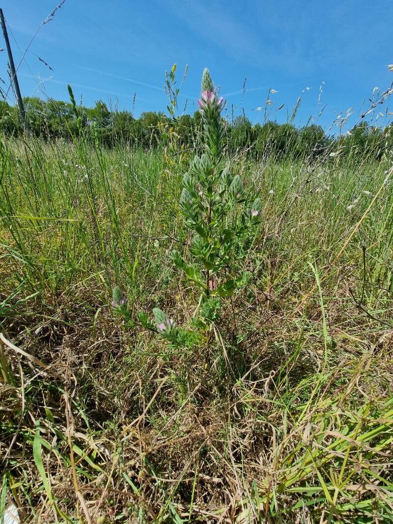 Ononis alopecuroides habit
