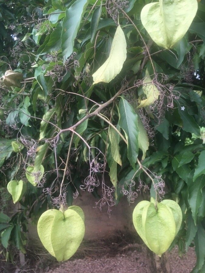 Cordia oncocalyx fruit