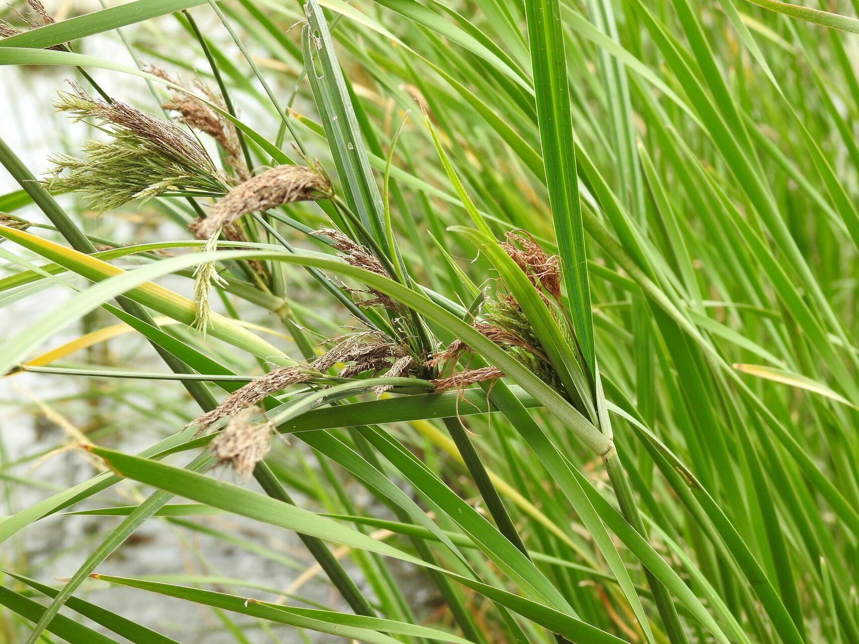 Cyperus nutans habit