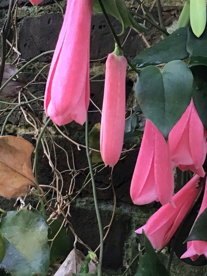 Lapageria rosea flower