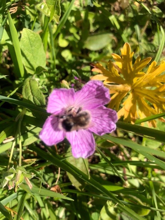 Geranium subargenteum flower