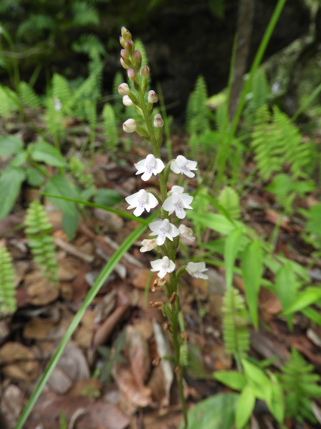 Cynorkis debilis — houseplant care guide