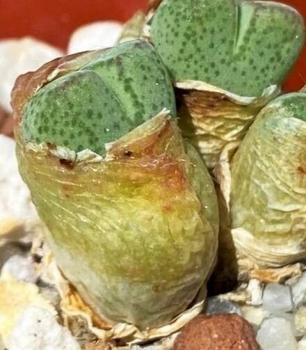 Conophytum marginatum habit