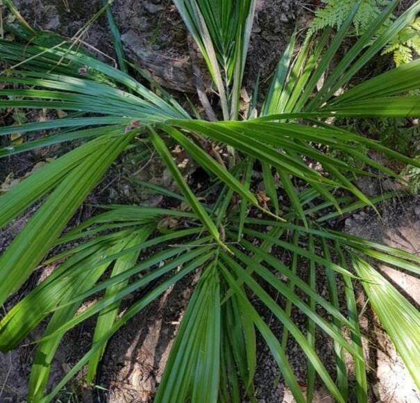 Ceroxylon peruvianum — related species from the same genus
