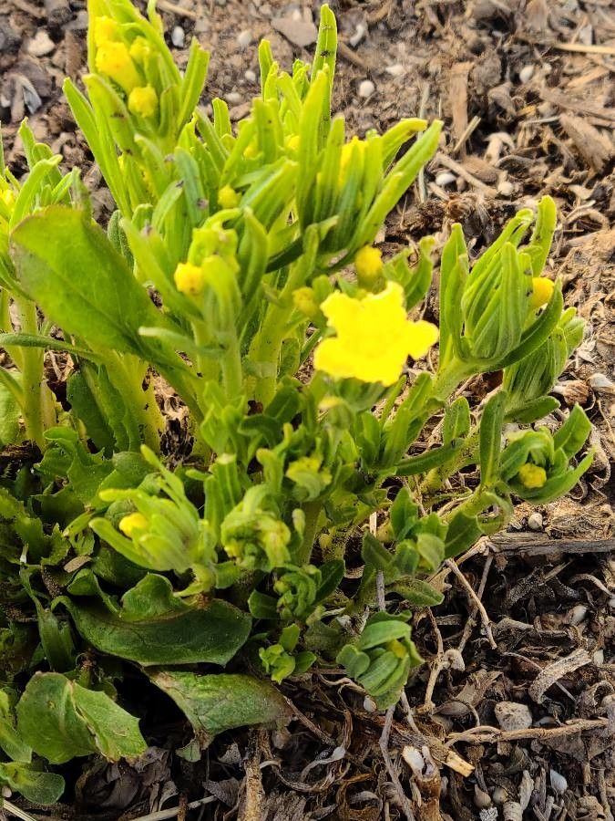 Lithospermum incisum — houseplant care guide