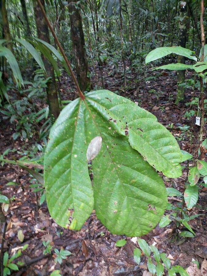 Sterculia multiovula leaf