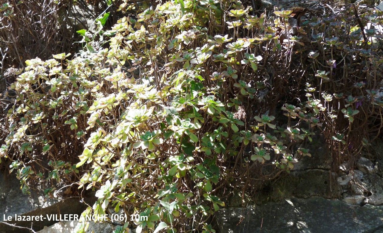 Aeonium cuneatum habit