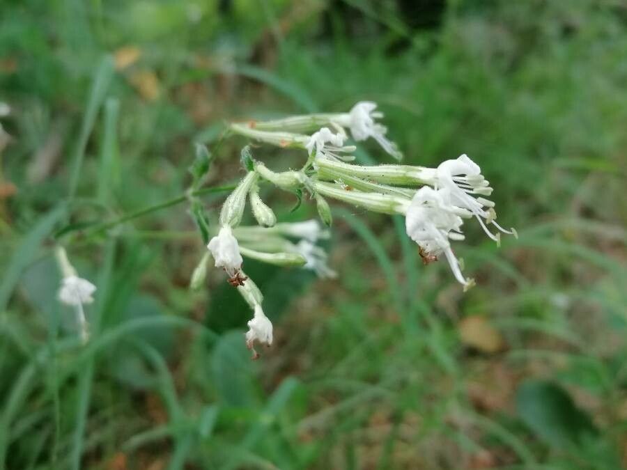 Silene nemoralis flower