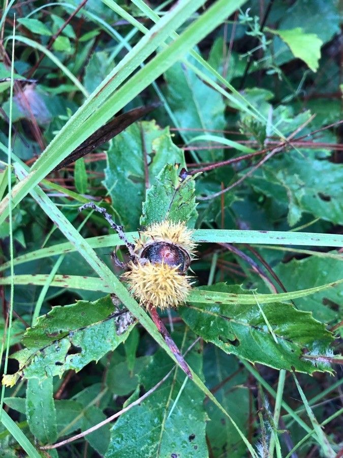 Castanea pumila flower