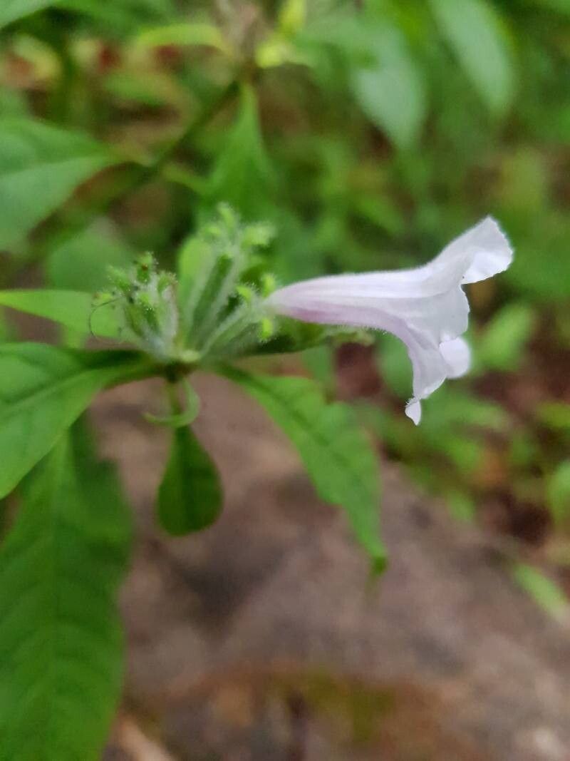 Ruellia golfodulcensis flower