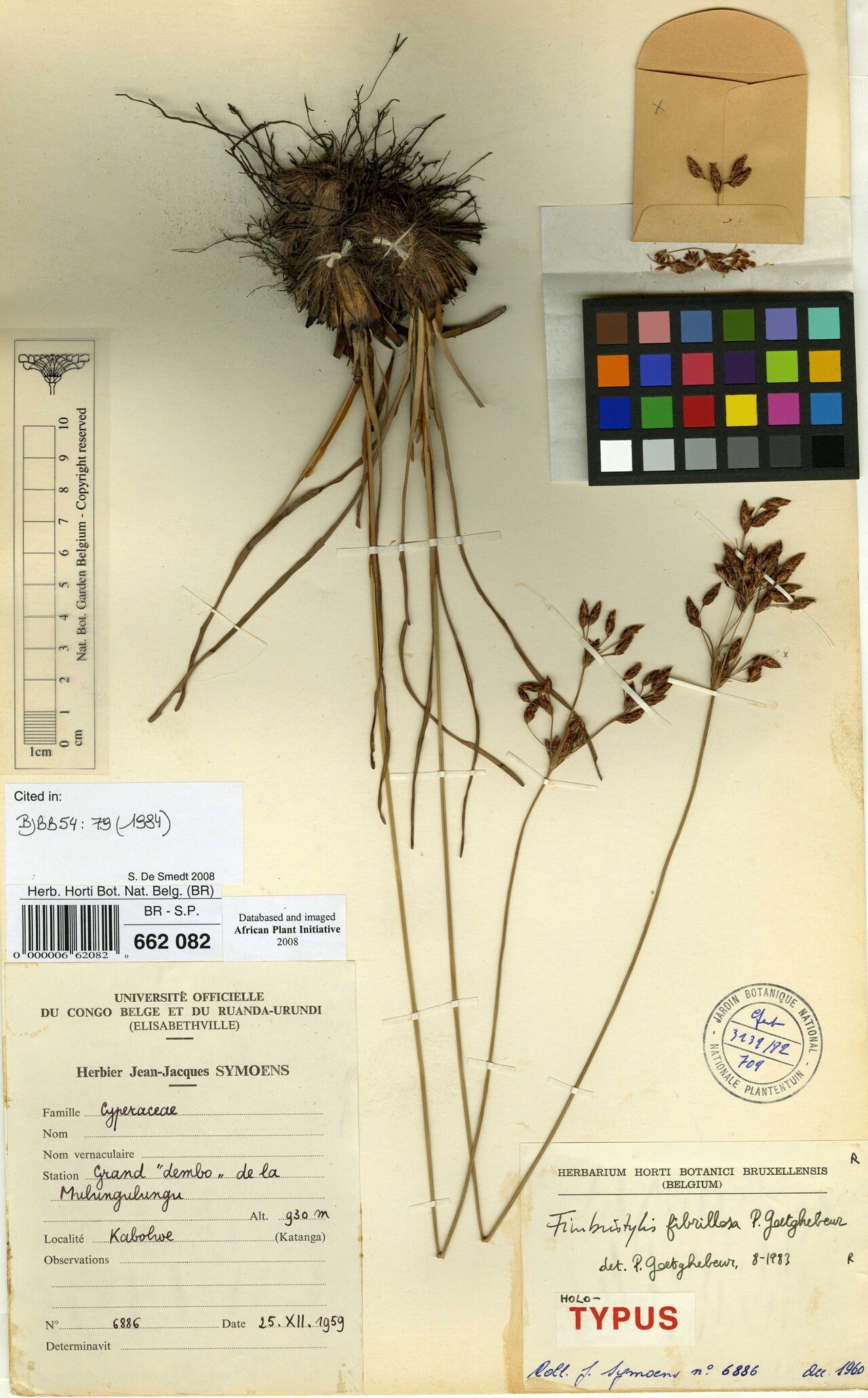 Fimbristylis fibrillosa — houseplant care guide