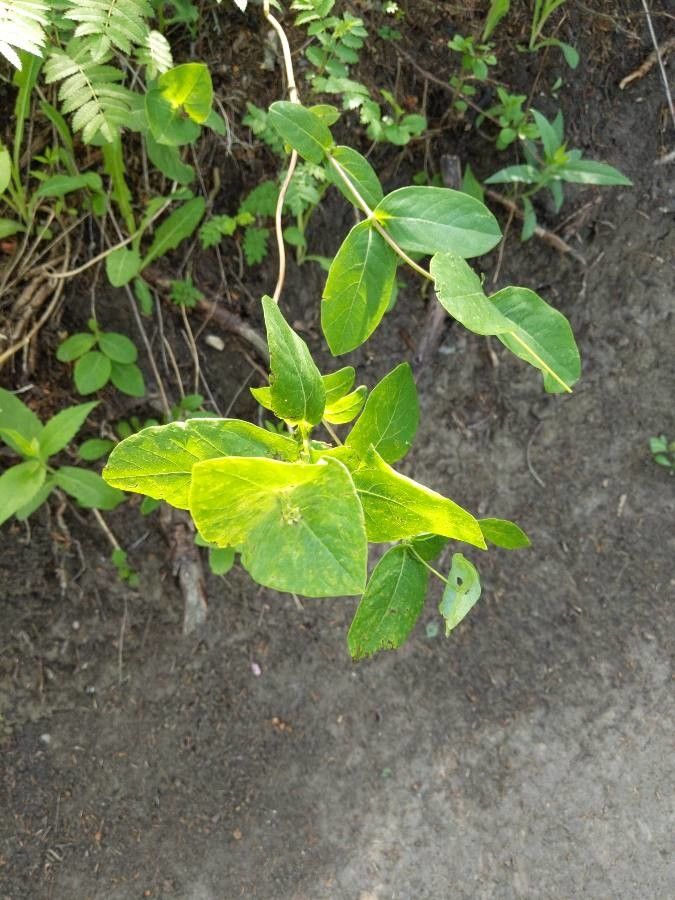 Lonicera dioica — search result for 'Lonicera'