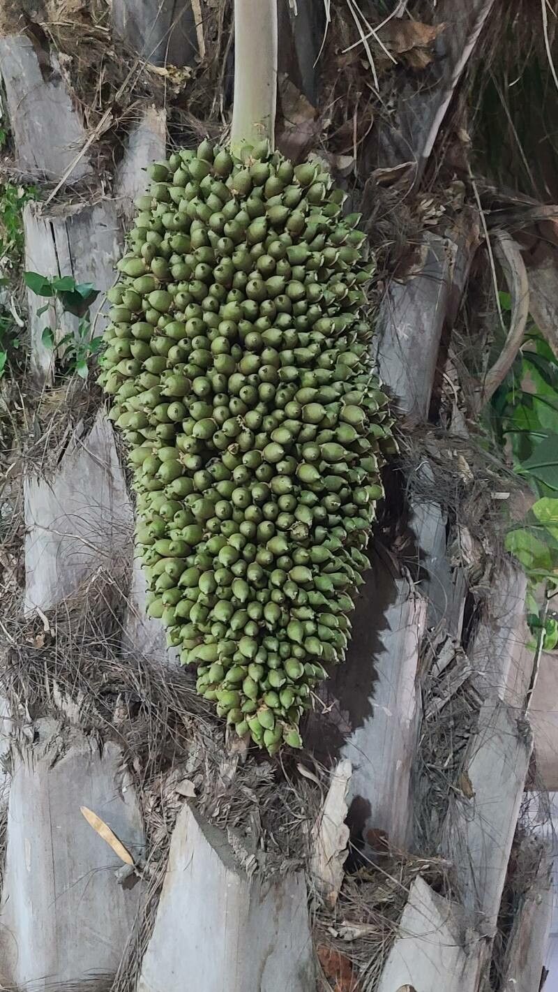 Attalea phalerata fruit