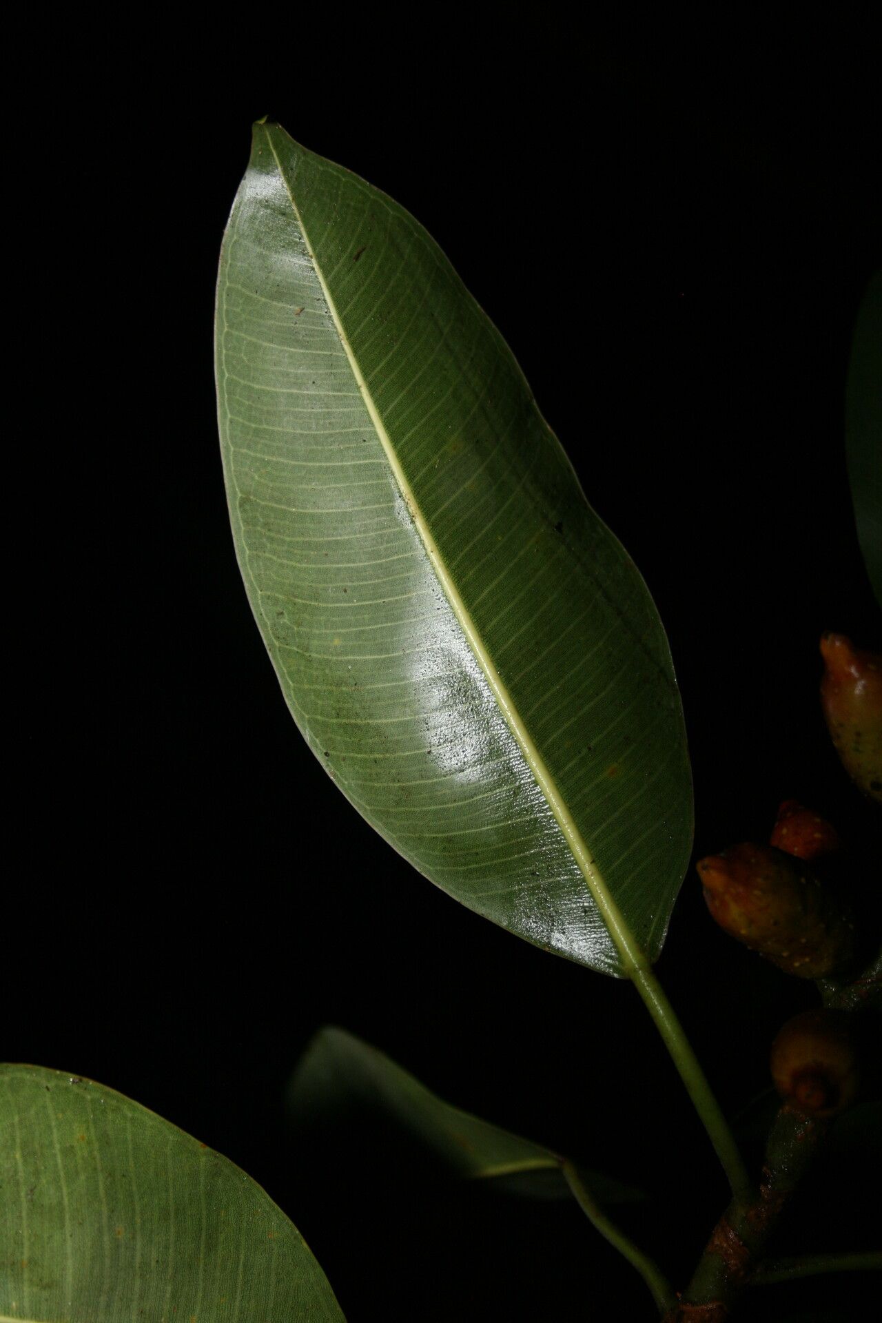 Ficus hesperidiiformis — houseplant care guide