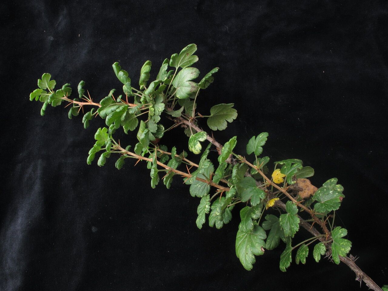 Ribes alpestre habit