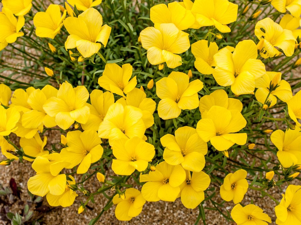 Linum tauricum — search result for 'Linum'