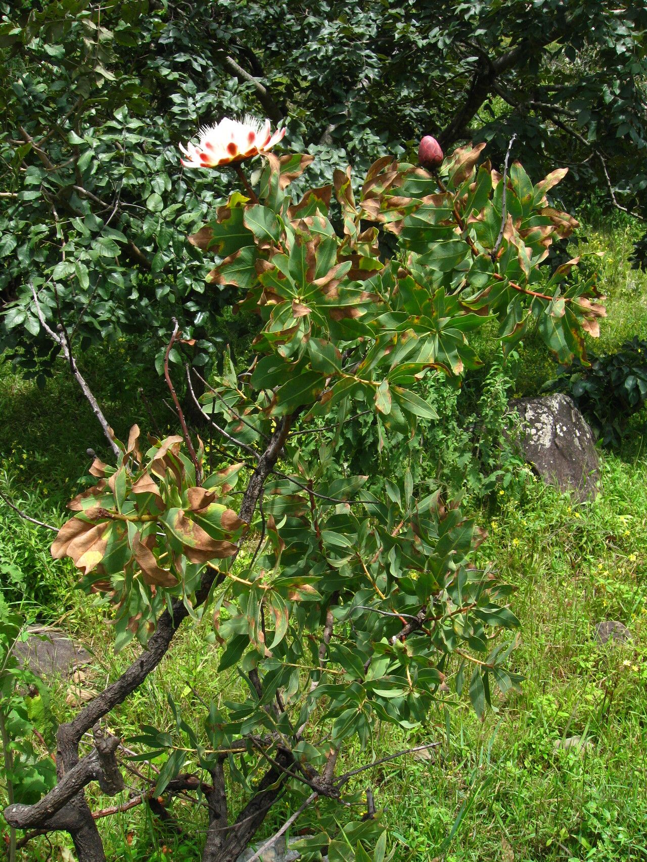 Protea madiensis habit