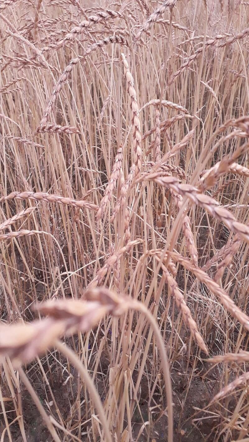 Triticum spelta fruit