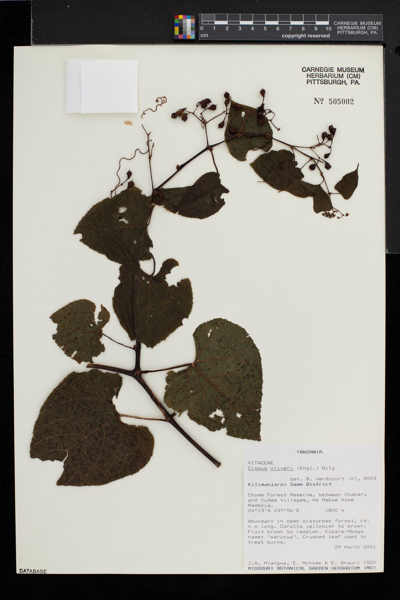 Cissus oliveri — houseplant care guide