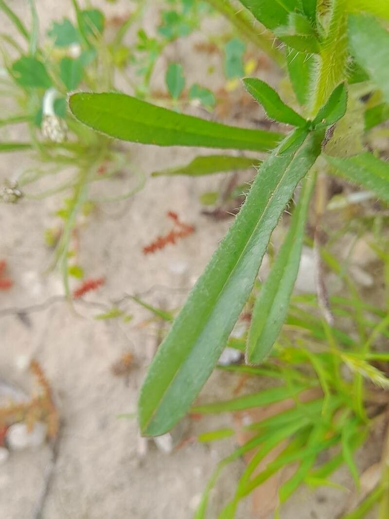 Lappula marginata — related species from the same genus