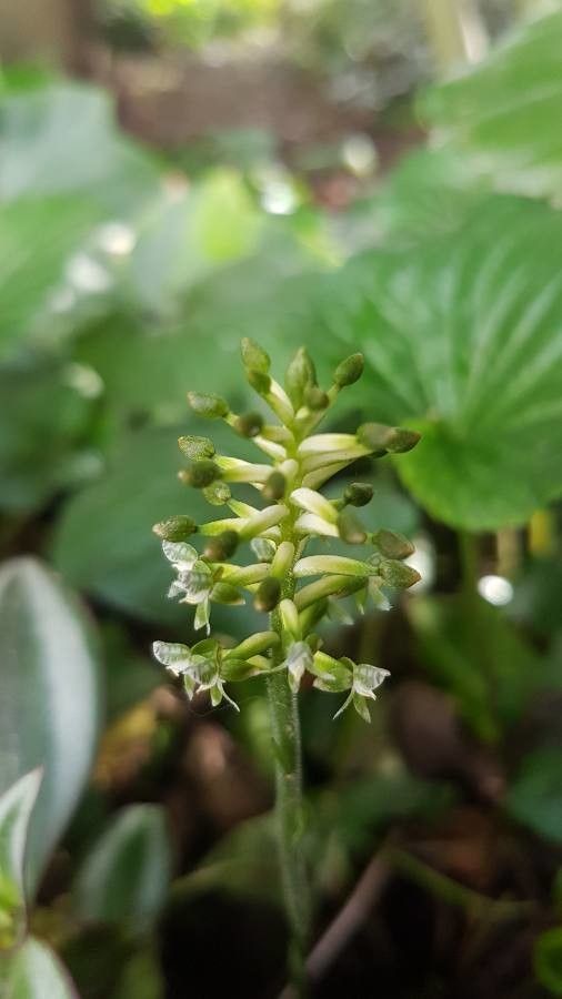 Cranichis ciliata flower