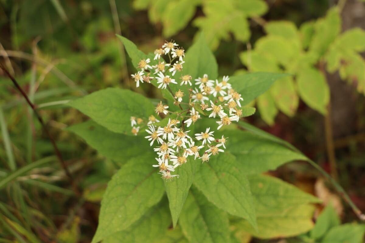 Aster glehnii flower