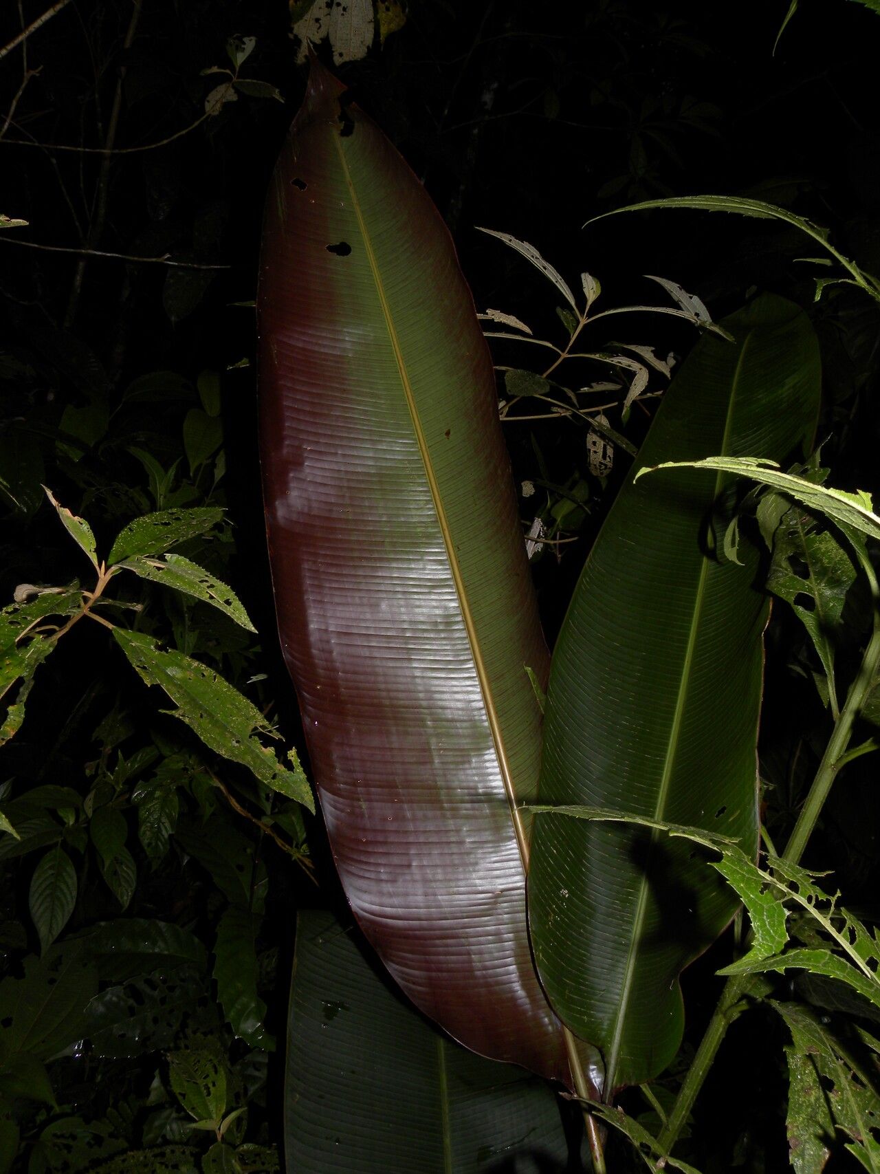 Heliconia secunda habit
