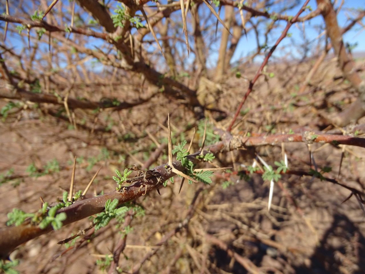 Acacia tortilis — search result for 'Acacia'