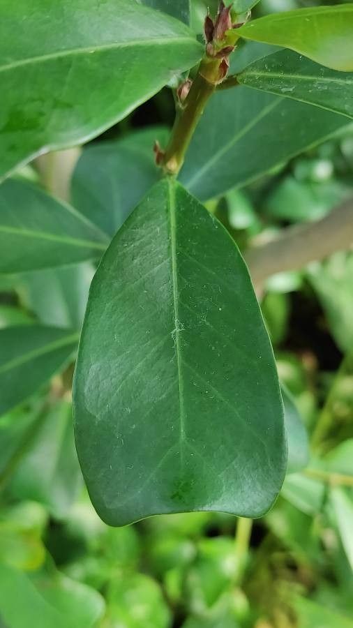 Ficus natalensis leaf
