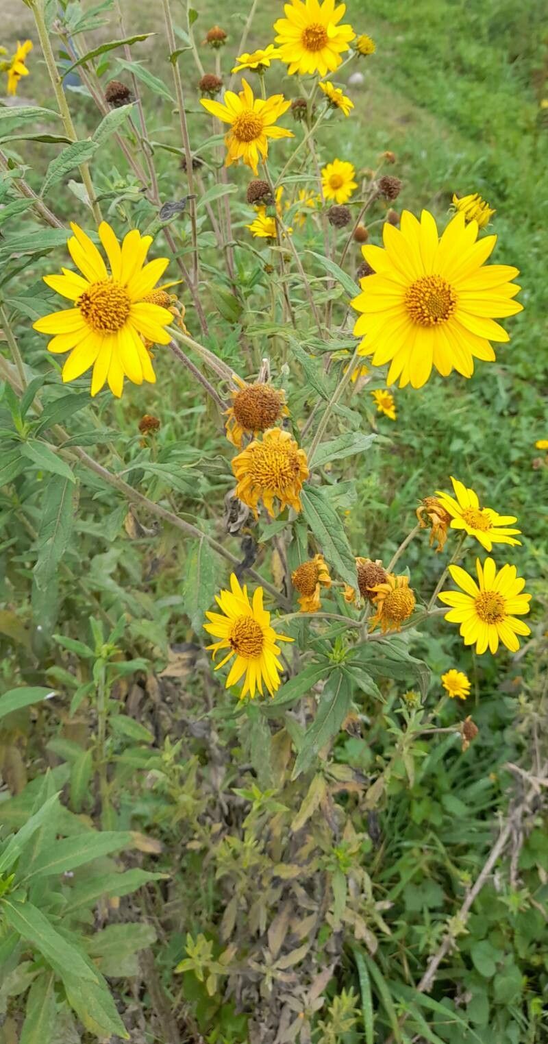 Aldama helianthoides habit