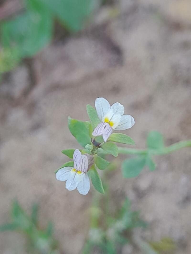 Linaria albifrons flower
