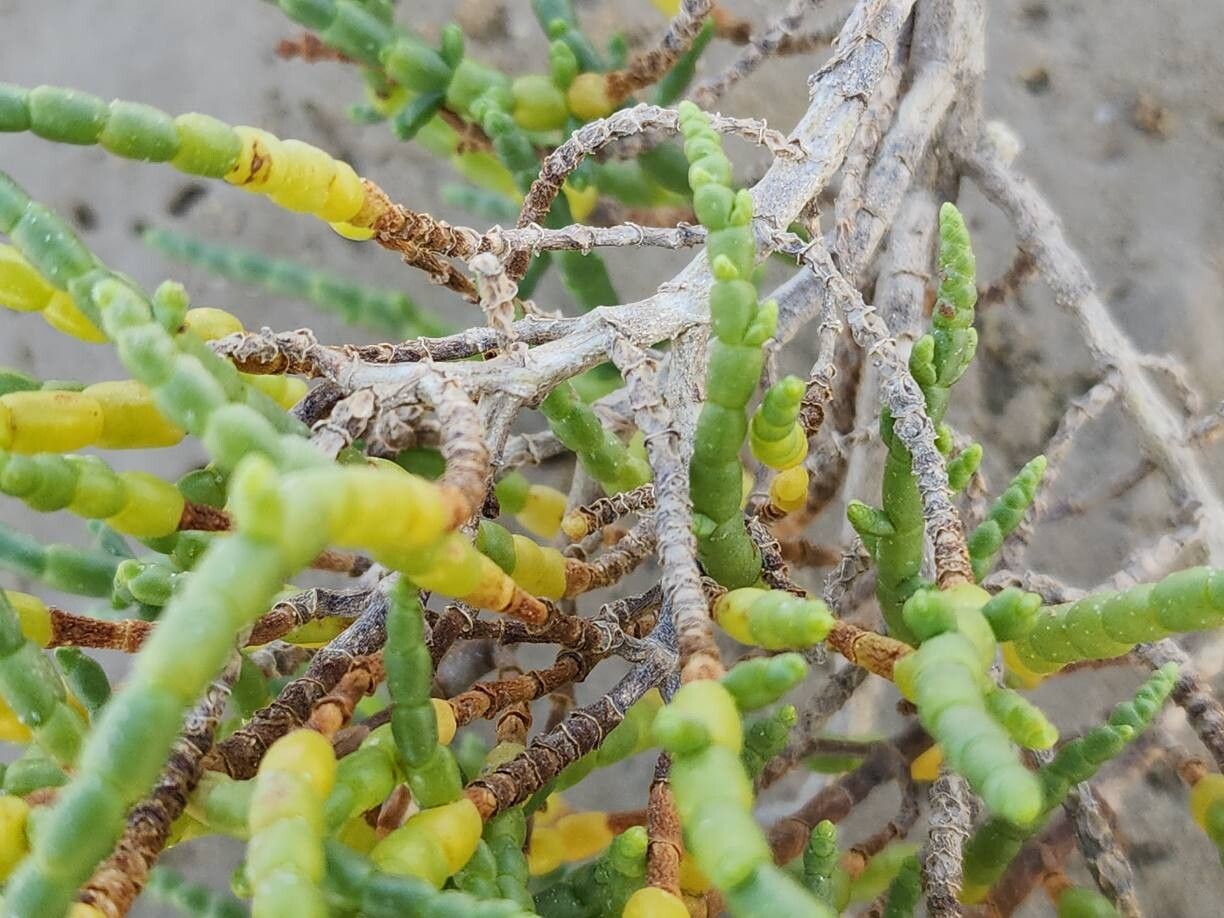 Salicornia iranica bark